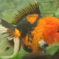 انواع دیسکس کوی و گلدفیش تایگر سوماترا|ماهی|اراک, |دیوار