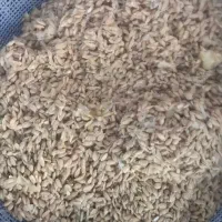 فروش بذر نارنج