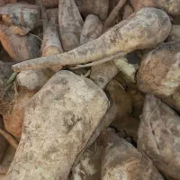 چغندر