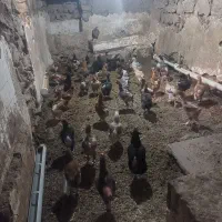 مرغ گلپایگان