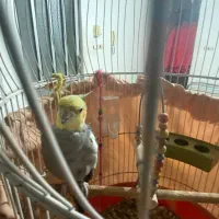 طوطی عروس|پرنده|فرح آباد, |دیوار