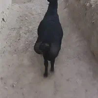 قوچ قره قزل فوق اصل میاندواب