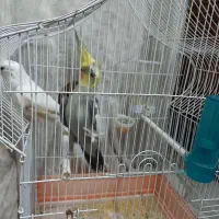 یک جفت عروس هلندی|پرنده|قم, ارم|دیوار