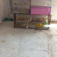 قناری نر و ماده