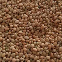 لوبیا پلویی|خوردنی و آشامیدنی|داراب, |دیوار