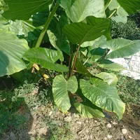 گل بابا ادم جاینت تنه دار|گل و گیاه طبیعی|کتالم و سادات شهر, |دیوار