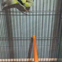 قناری نر|پرنده|بروجرد, |دیوار