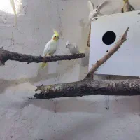 عروس هلندی|پرنده|دامغان, |دیوار