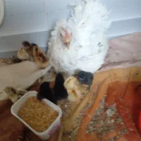 تعدادی خروس۶ماهه برای خون