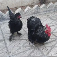 مرغ و خروس زینتی
