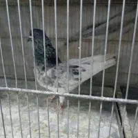 کفتر|پرنده|کرج, ساسانی (قلمستان)|دیوار