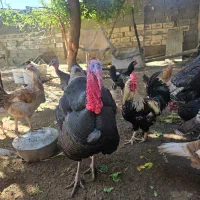 بوقلمون های نر و ماده|حیوانات مزرعه|آبپخش, |دیوار