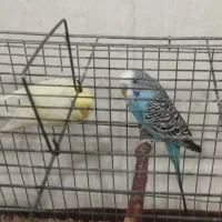 مرغ عشق با قفس