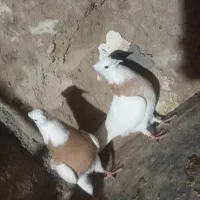 مجسمه