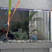 اکواریوم لبه خم85*50*35 (150)لیتری باتموم وسایل