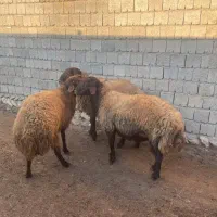 گوسفند قوچ|حیوانات مزرعه|دیواندره, |دیوار