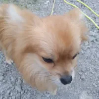 سگ اشپیتیز پامرین|سگ|رشت, لاکان|دیوار