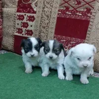 واگذاری سگ پامر سایز ریز|سگ|فارسان, |دیوار