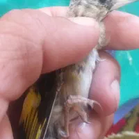 چهارعددجوجه سهره متولدقفس