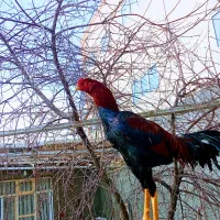 خروس لاری نژاد انگلیس