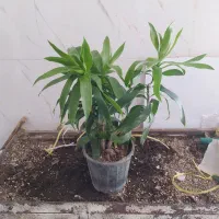 گل و گیاه بامبو خاکی|گل و گیاه طبیعی|اهواز, سیصد دستگاه|دیوار