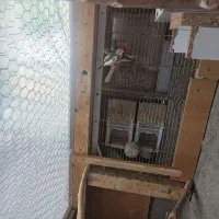 پرنده فنچ 5جفت کینگ|پرنده|تربت‌حیدریه, آسایش|دیوار