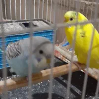 جفت مرغ با پنج تا جوجه|پرنده|مشهد, امیر|دیوار