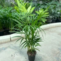 فروش تک و عمده گل اریکا/خرید مستقیم از تولیدی