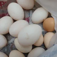 تخم مرغ و اردک