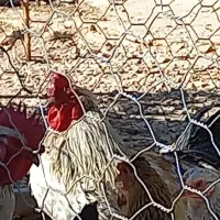 خروس|پرنده|قلعه شاهین, |دیوار