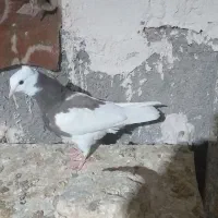 کبوتر کللی وکله چیل|پرنده|ابهر, |دیوار