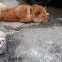 یک عدد سگ نژادداراصیل چاوچاوبه فروش میرسد|سگ|رشت, کوی مهر|دیوار