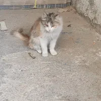 واگذاری گربه  آروم و ملوس