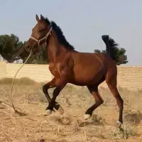 کره ماده|اسب و تجهیزات اسبسواری|برخوار, |دیوار