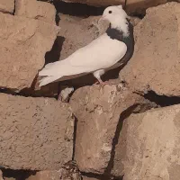 ۶عدد طوقی وکلفه معاوضه