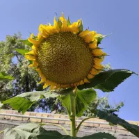سیم کارت عدد رند در حد صفر به شماره ۰۹۱۲۴۸۸۸۸۷۶
