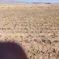 باغ-و-زمین-کشاورزی