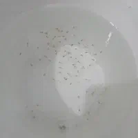 بچه ماهی گوپی|ماهی|کرمانشاه, |دیوار