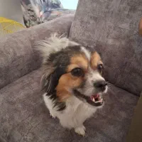 توله پامر اشپیتز