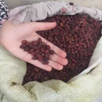 زغال اخته خشک|عمده‌فروشی|قزوین, |دیوار