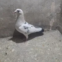 کبوتر پلاکی