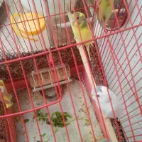 یک جفت مرغ عشق جوان سالم سرحال ۳۰۰ دونه ی۱۵۰|پرنده|قم, شهر قائم|دیوار