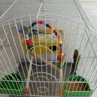 مرغ عشق نر و ماده|پرنده|بهبهان, |دیوار