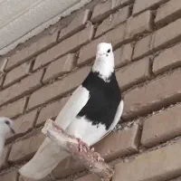 طوق سیاه نر