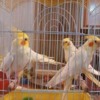 جفت عروس هلندی مولد به ضمانت تخم جوجه|پرنده|کرمان, |دیوار