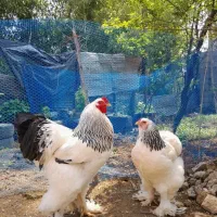 تخم مرغ نطفه دار برهما