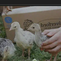 تعدادی بوقلمون و مرغ شاخدار|حیوانات مزرعه|پلدختر, |دیوار