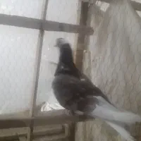 کفتر شازده مناسب و۴تا قناری دوتا ماده دوتا نر|پرنده|کاشان, سرفره و صدره|دیوار