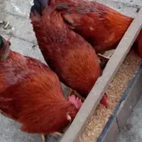 خروس محلی جوان درشت سالم