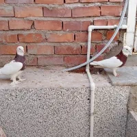 یک جفت کفتر